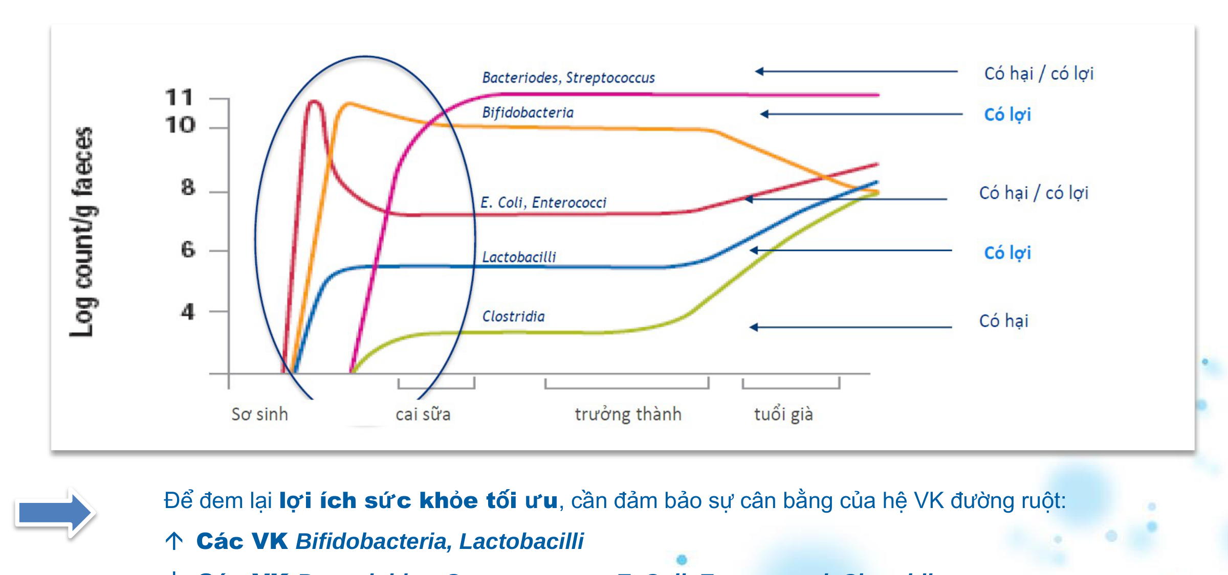Mitsuoka Microbiota Age Curve
